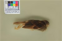 藏品(麻雀)的圖片